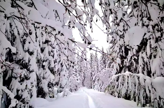 Snow-laden forest