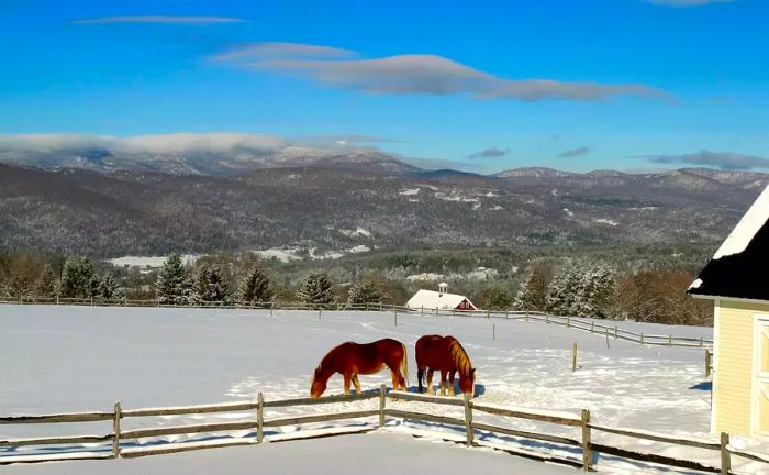 Horses grazing in a snowy field