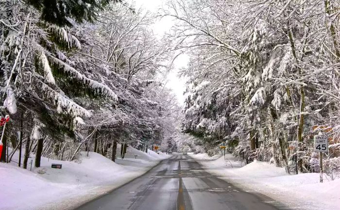 Trees draped in snow along a secluded road