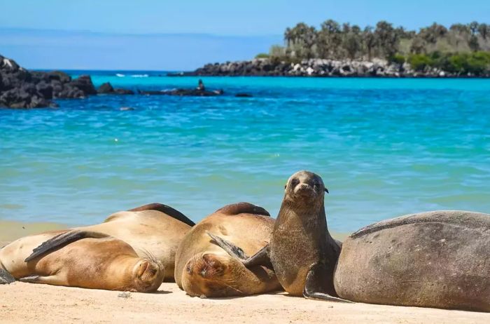 A large colony of sea lions basking on the beach at Barrington Bay, Santa Fe Island, in the Galápagos, Pacific Ocean, Ecuador.