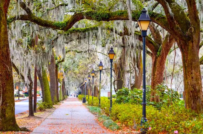 Spanish Moss draping over a street in Savannah, Georgia, USA