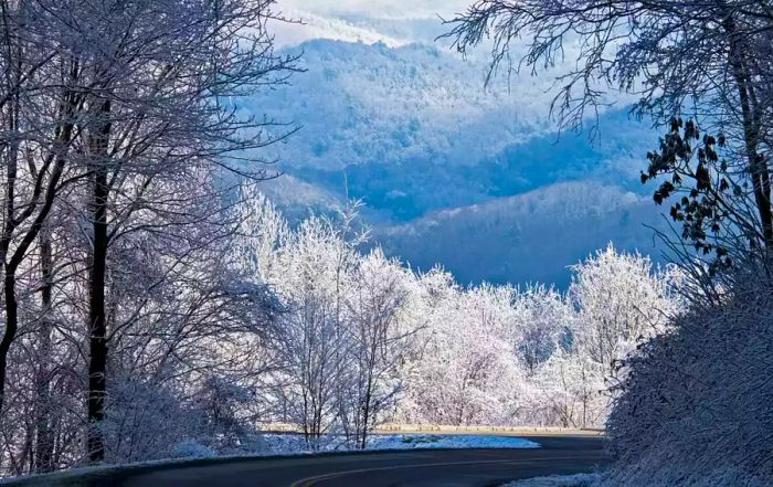 A road winding through a snow-blanketed forest