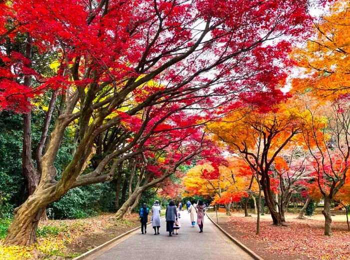 A group of travelers relaxing beneath the autumn leaves of red momiji (maple trees) in Shinjuku Gyoen Park.