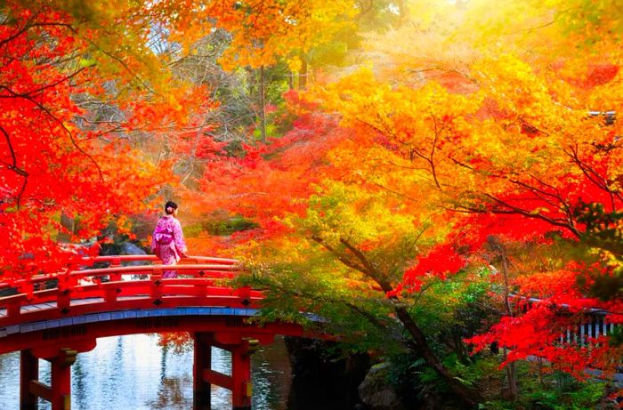 A wooden bridge set in an autumn park during the fall season in Kyoto, Japan.