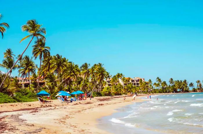 A picturesque beach adorned with palm trees in Puerto Rico