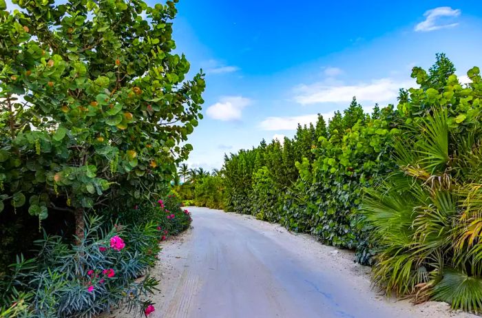 A scenic path surrounded by nature in the Bahamas