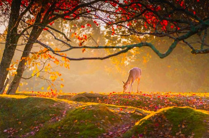 Charming deer amidst the colorful autumn foliage in Nara Park, Japan.