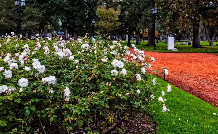 Jardin Botanico, Buenos Aires