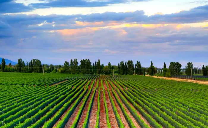 Malbec, Mendoza, Argentina