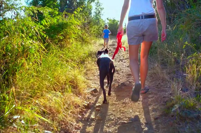 A mother and child hiking with their dog along a trail in the tropical forest of the Virgin Islands.