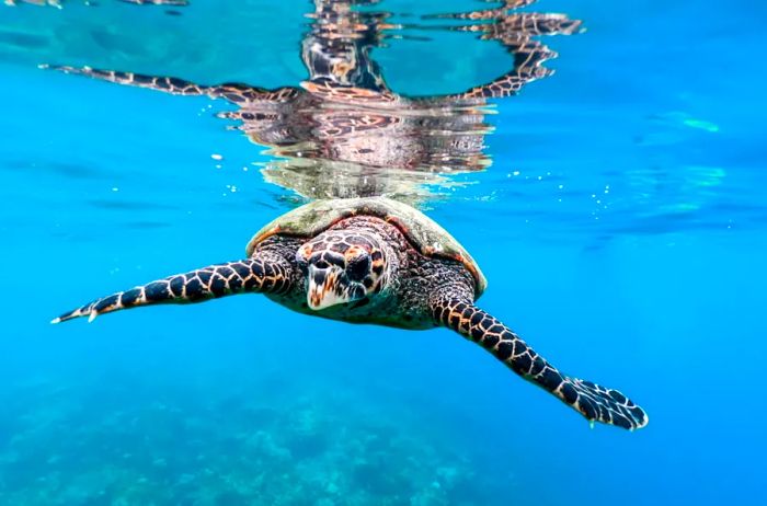 A sea turtle swimming in the ocean