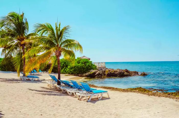 Vacant lounge chairs on a beach shaded by a palm tree