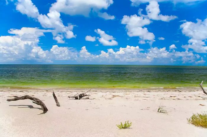 Driftwood scattered along the beach at Cabbage Key, Florida