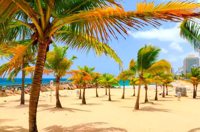 Stunning tropical palm trees line the famous Condado beach in San Juan, Puerto Rico.