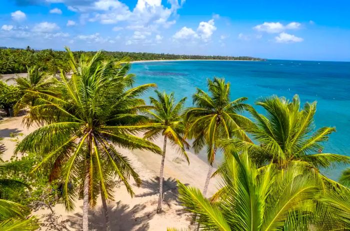 Palm trees sway over Dorado Beach in Puerto Rico on a bright summer day.