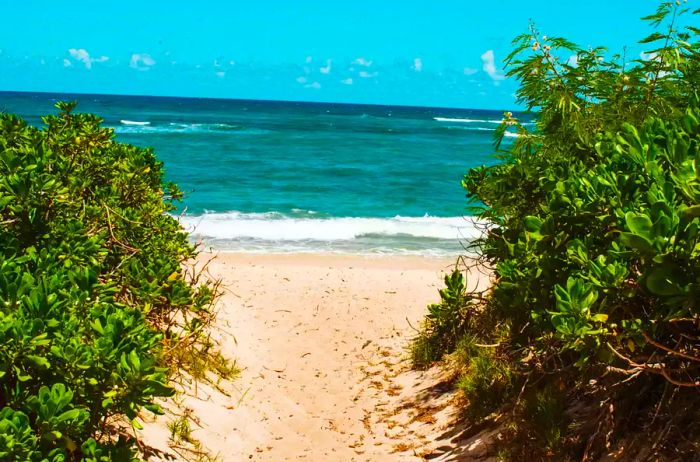 A view of a beach framed by bushes