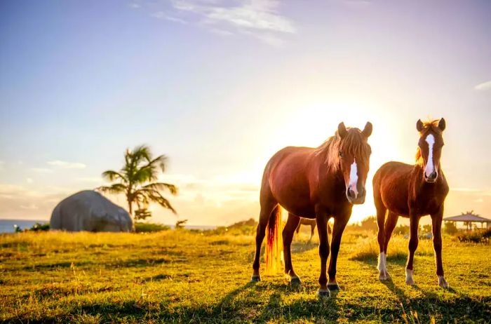 On the enchanting island of Vieques, wild horses roam freely, creating a picturesque scene just off Puerto Rico's east coast.