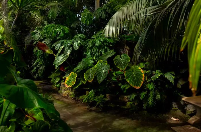 Lush ferns at the Foster Botanical Garden