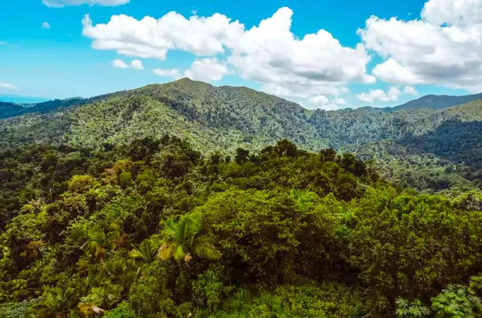 Panoramic view of trees enveloping the mountains of El Yunque