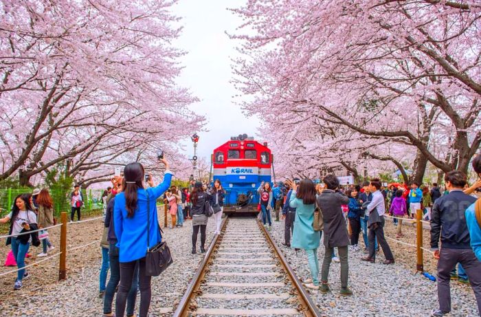 Jinhae Cherry Blossom Festival