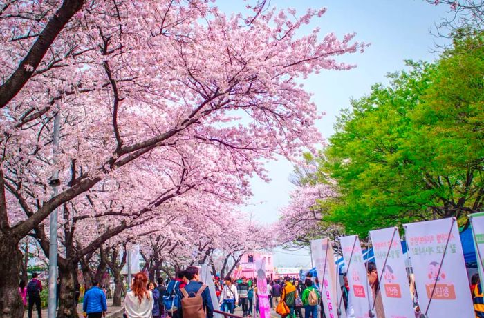 Yeouido Spring Flower Festival (Yeongdeungpo Yeouido Park)