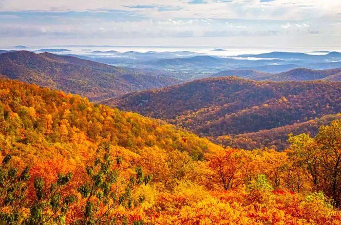 Panoramic view of Shenandoah National Park and the Blue Ridge Mountains from the iconic Skyline Drive Buck Hollow Overlook.