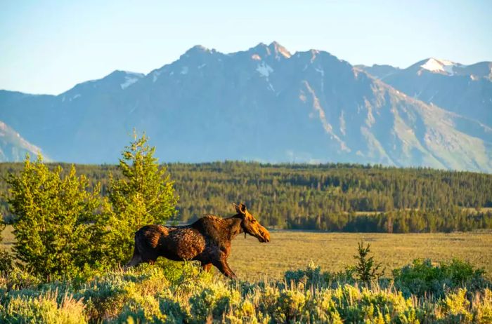 A moose in the Grand Tetons