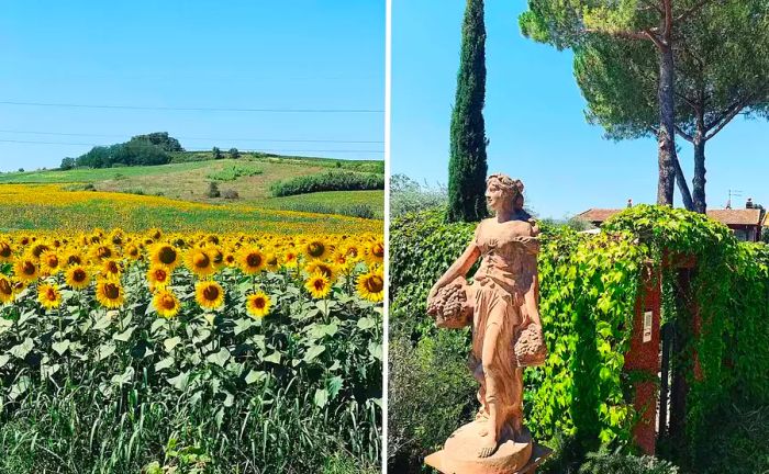 A sunflower field adjacent to the studio, outside Andrea Bocelli's family residence.