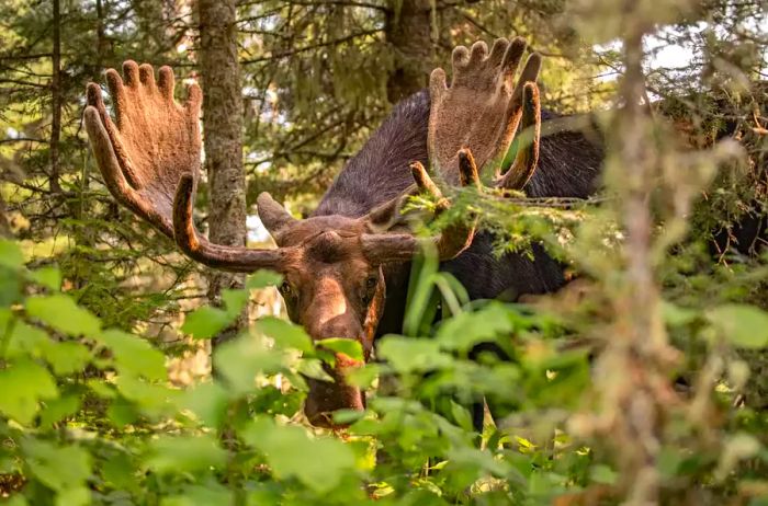 A moose peers through the foliage at Rock Harbor campground on Isle Royale, Michigan