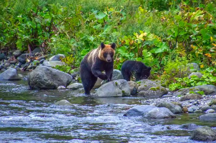 Bears roaming in Shiretoko National Park.