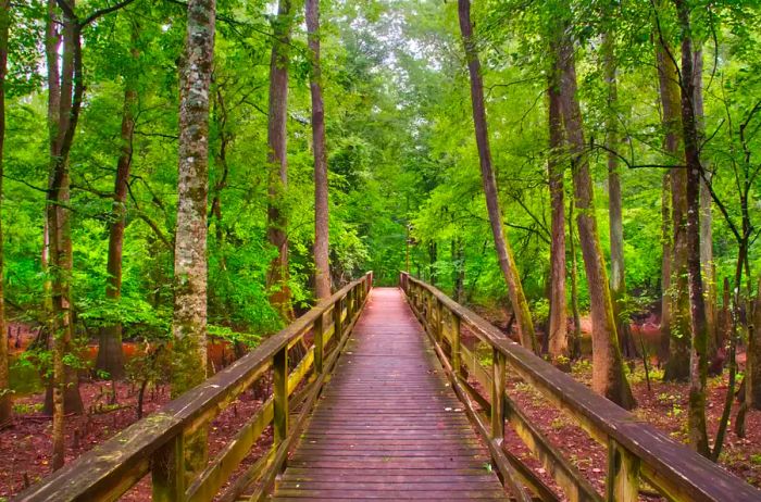 Exploring Congaree National Park through the swampy terrain.