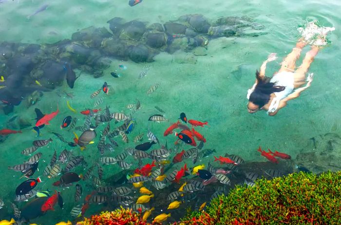 Renovation of King's Pond at Four Seasons Hawaii features a large swimming aquarium.