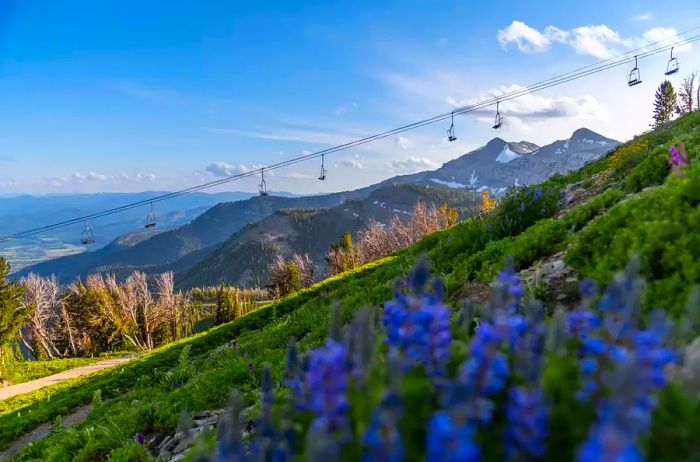 Wildflowers and gondolas at Jackson Hole Mountain Resort in Wyoming