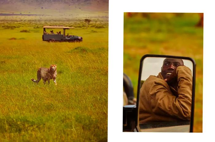 A cheetah alongside a guide during a safari in Kenya