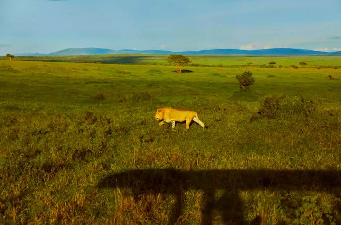 A lion seen strolling with the mountain in the backdrop.