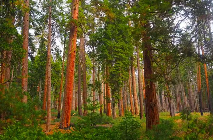 Redwood trees