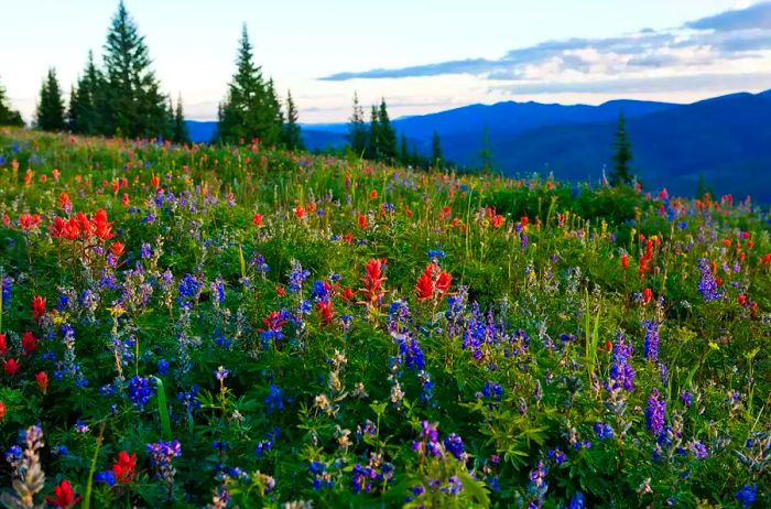 Wildflowers in Vail, Colorado