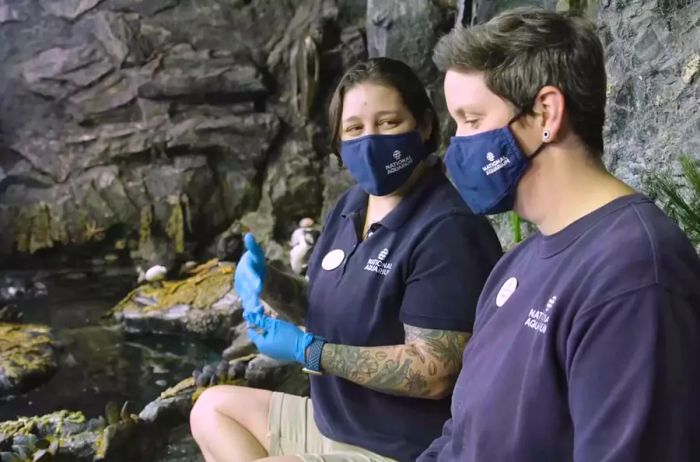 Walk With T+L, featuring the National Aquarium episode, showcases two staff members in the puffins exhibit.