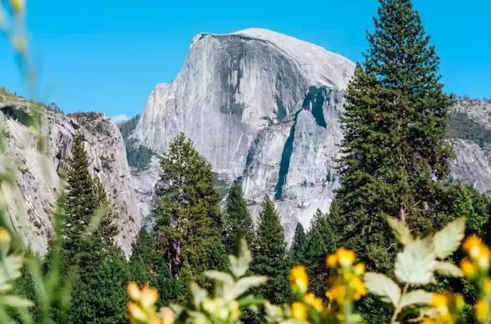 Mountains framed by trees and flowers