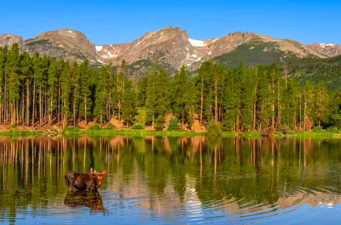 A Bull Moose at Sprague Lake bathed in the soft morning light.