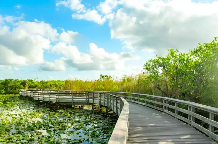 A wooden boardwalk winds gracefully over the beautiful landscapes of Everglades National Park on a spring day in Florida, USA.