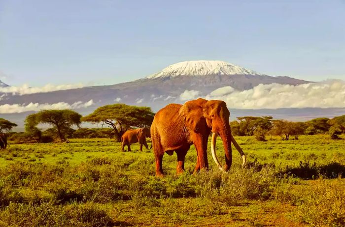 An elephant grazing on a lush field with Mount Kilimanjaro in the background