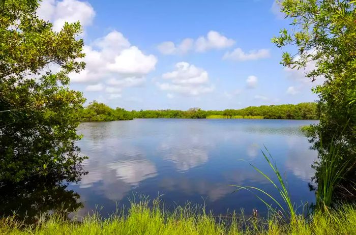 Serene water view framed by trees in the Everglades