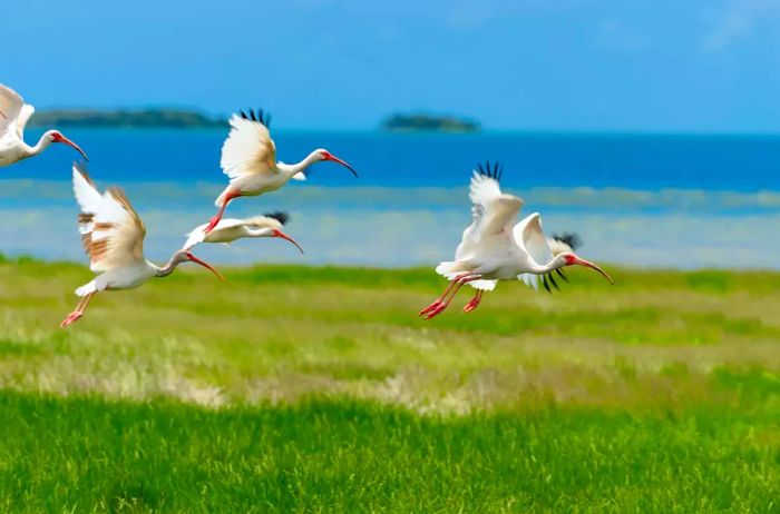 A flock of white birds soars over lush green grass.