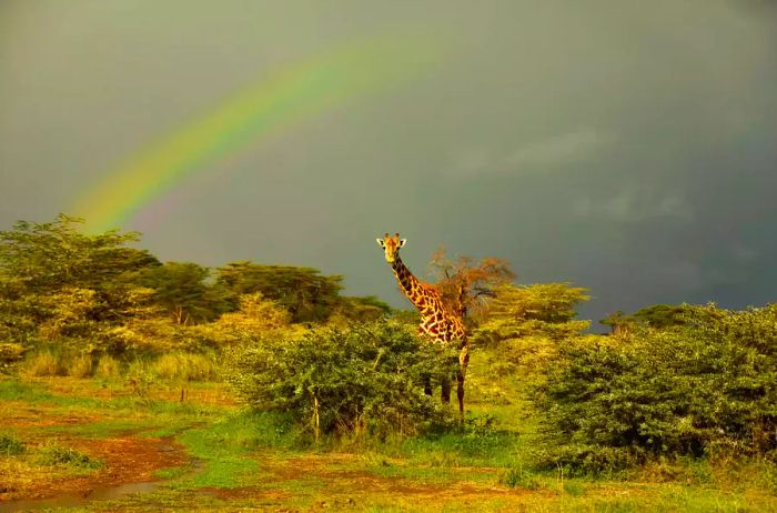 A giraffe stands gracefully in a grassy field beneath a rainbow.