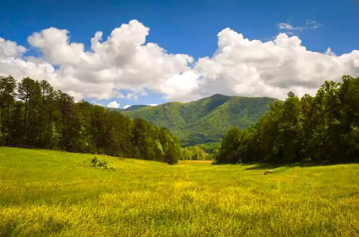 Cades Cove in Great Smoky Mountains National Park showcases a spring scenic landscape, making it a prime outdoor travel destination in Tennessee.