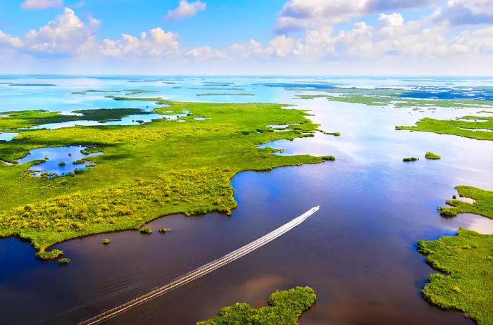 A bird's-eye view of a boat navigating through the Everglades