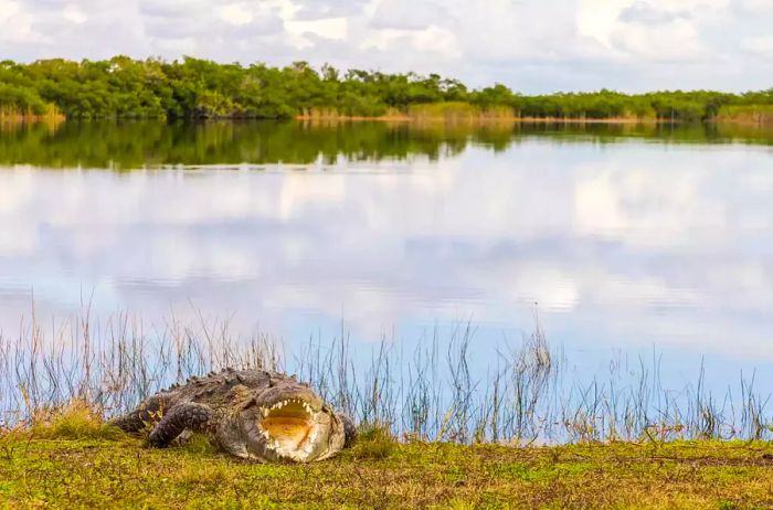 An American crocodile rests by the water's edge with its mouth agape, showcasing its teeth, at Nine Mile Pond in Everglades National Park, Florida.