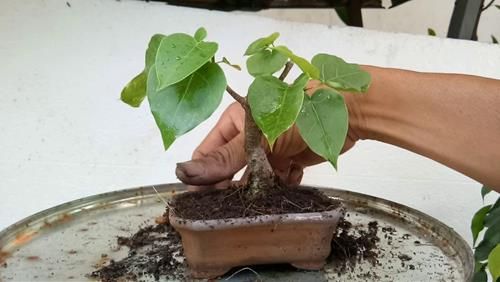 Phương pháp trồng cây Bồ đề
