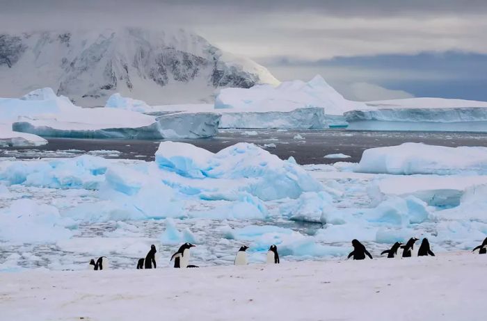 Penguins on Cuverville Island in Antarctica 